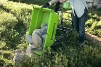 Greenworks G40GC (6 von 21)
