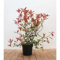 Photinia fraseri Carré Rouge - Rote Glanzmispel - Pflanzensamen für sonnige bis halbschattige Standorte, ideal für dekorative Akzente mit weißen Blüten von Mai bis Juni. Wuchsform: aufrecht und buschig.