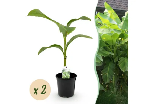 Exotenherz Musa basjoo - rustikale Banane im 17cm Topf - Set aus 2 Pflanzen - Die Musa basjoo, auch rustikale Banane genannt, begeistert mit großen, grünen Blättern und kräftigem Wachstum. Ideal für Gärten, bringt sie ein exotisches Flair und ist pflegeleicht.