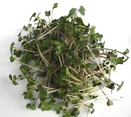 BIO Keimsprossen Senf Samen für die Sprossenanzucht Sprossen Microgreen Mikrogrün 250 g