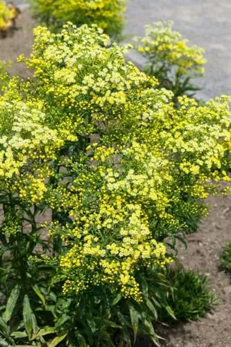 Solidago virgaurea ssp. virgaurea 9x9 cm Topf – Winterhart, Mehrjährig, Pflegeleicht – Echte Goldrute – Staude für Beet & Naturgarten