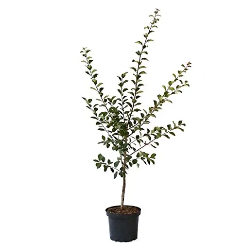 Hanita(R) Zwetschenbaum vielseitige Pflaume Buschbaum 110-140 cm 10 Liter Topf Unterlage St. Julien A
