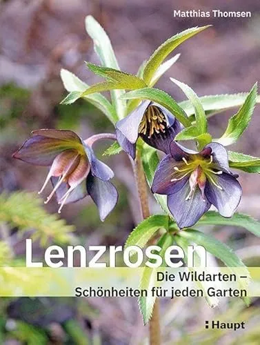 Lenzrosen: Die Wildarten - Schönheiten für jeden Garten - Kräuter in Haus & Garten, entdecken Sie die einzigartigen Wildarten der Lenzrosen für eine blühende Vielfalt in Ihrem Garten.