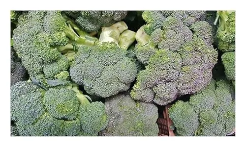 Stk - 20x Brokkoli Calabrese Atlantis F1 Brassica oleracea Garten Pflanzen Samen KS98 - Seeds & Plants Shop by Ipsa