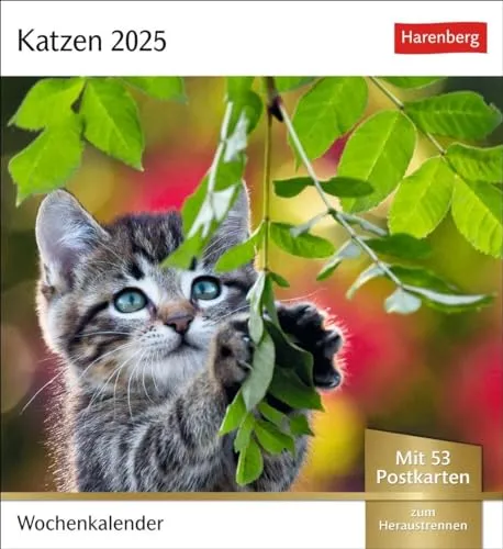 Katzen Postkartenkalender 2025 - Wochenkalender mit 53 Postkarten: Jede Woche ein süßes Kätzchen im Postkarten-Fotokalender. Tischkalender für ... Sammeln und Verschicken. Auch zum Aufhängen