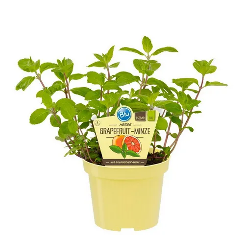 Exotenherz Gewürzkraut Grapefruit-Minze Mentha suaveolens x piperita Kräuterpflanze 12cm Topf
