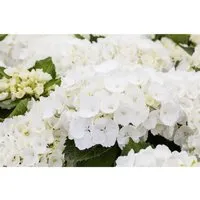Hydrangea macrophylla ‘First White’ - Edle Gartenhortensie - Ziergehölze mit strahlend weißen Blüten und langer Blütezeit, ideal für Beete, Terrassen und als Solitärpflanze. Bevorzugt halbschattige Standorte und fördert gesundes Wachstum.