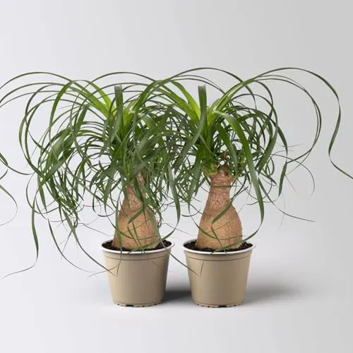 Elefantenfuß, Stamm, Topf-Ø 14 cm, Höhe ca. 30-40 cm, 2 Pflanzen