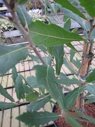 Produktbild Quercus turneri pseudoturneri