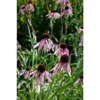 Echinacea Pallida Blasser Sonnenhut Ca. 9x9 cm Topf