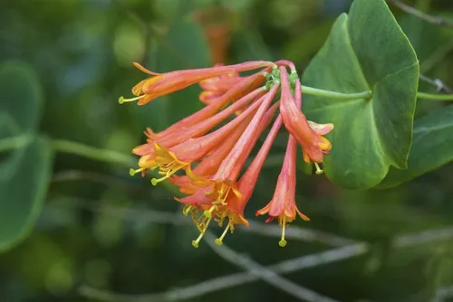 Kletterpflanze Lonicera brownii 'Dropmore Scarlet' - Scharlachrote Geißschlinge - Kletterpflanze, bienenfreundlich und ideal zur Begrünung von Zäunen oder Pergolen. Die leuchtend roten Blüten ziehen Bienen und Schmetterlinge an und fördern die Biodiversität.