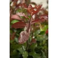 Pflanzen für Dich Gehölze Photinia fraseri Camilvy - Stauden mit rotlaubiger Glanzmispel, ideal für sonnige bis halbschattige Standorte und sorgt für einen attraktiven Blickfang im Garten.