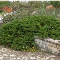 Tamarisken Wacholder 25-30cm - Juniperus Sabina