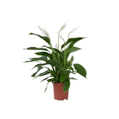 Plant in a Box - Spathiphyllum - Luftreinigende Einblatt Zimmerpflanze 17cm - Blumensamen & -pflanzen, pflegeleichte, luftreinigende Zimmerpflanze mit eleganten weißen Blüten und glänzenden Blättern, ideal für Büro oder Wohnzimmer.