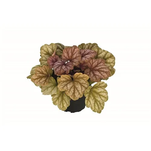 Heuchera - Purpurglöckchen