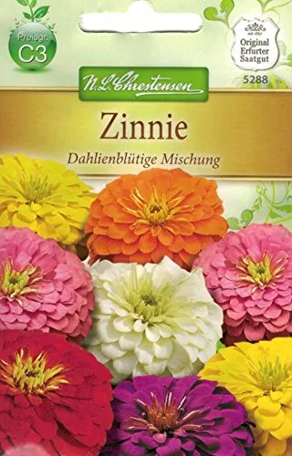 Chrestensen Zinnie 'Dahlenblütige Mischung'