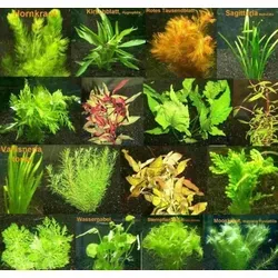 Mühlan über 40 Aquarium-Pflanzen - Pflegeleichtes Sortiment in 6 Bunden - Aquarien Zubehör: 6 verschiedene Bund Wasserpflanzen, ideal für alle Aquarienbereiche, pflegeleicht und schnellwachsend, reduziert Pflegeaufwand und Algenprobleme.