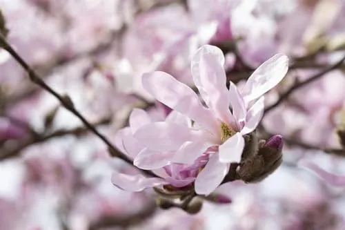 Magnolia stellata 'Rosea' 15-20 cm - Sternmagnolie, zartrosa Blüten, Blütezeit März-April, ideal für Kübel und Rabatten, winterhart und pflegeleicht