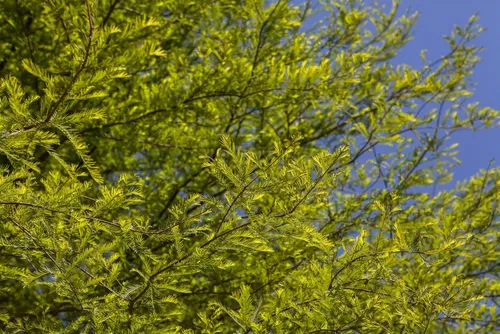 Taxodium distichum - Zweizeilige Sumpfzypresse - Attraktive Konifere mit herbstlicher Färbung, ideal für feuchte Standorte. Wächst aufrecht und kegelförmig, perfekt für Gärten und Landschaften.