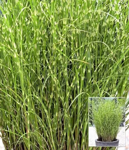 BALDUR Garten Chinaschilf Zebragras im 9x9 cm-Topf - Auffälliges Ziergras mit einer Wuchshöhe von 150-200 cm. Pflegeleicht und winterhart, ideal für sonnige bis halbschattige Standorte. Perfekt für den Garten oder als Schnittblume.