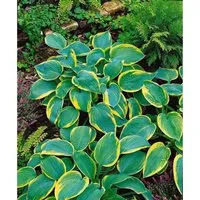 Hosta Sieboldiana Samurai Blaublattfunkie im 11x11 cm Topf - Die Blaublatt-Funkie begeistert mit großen, herzförmigen Blättern in intensivem Blaugrau. Ideal für halbschattige Bereiche, sorgt sie für stilvolle Akzente im Garten oder auf der Terrasse.