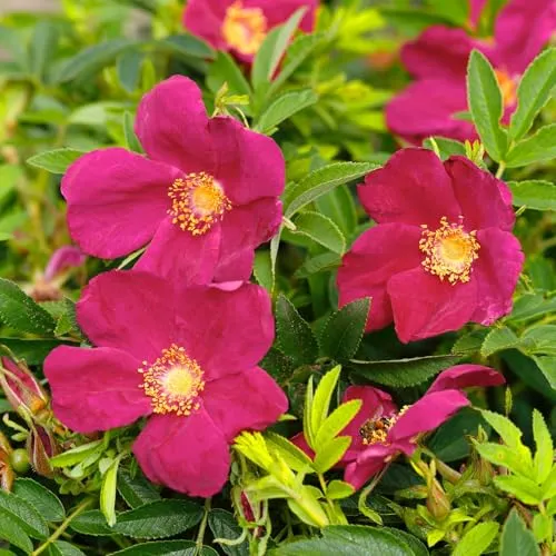 Kleinstrauchrose 'Strandperle® Amrum', pink, Topf 5 Liter