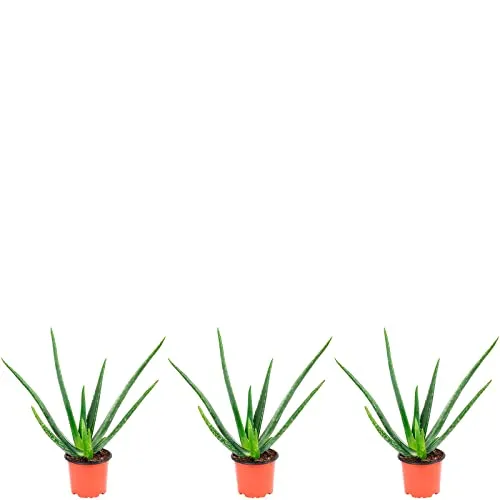 3er-Set Echte Aloe - echte Zimmerpflanze, Aloe vera - Höhe ca. 40 cm, Topf-Ø 12 cm