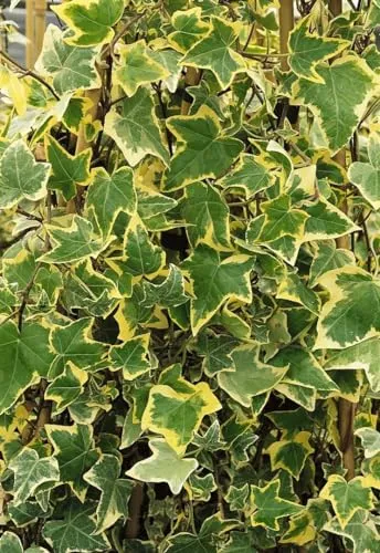 Hedera helix 'Goldchild' 9x9 cm Topf – Winterhart, Immergrün, Pflegeleicht – Efeu – Kletterpflanze für Pergola & Rankhilfe
