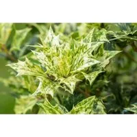 Osmanthus Heterophyllus Goshiki Duftblüte - Buntes Laub - Sträucher mit immergrünem, bunt gesprenkeltem Laub in Gold, Grün und Creme. Die pflegeleichte, winterharte Pflanze verströmt im Herbst einen angenehmen Duft und eignet sich ideal für Kübel oder als dekorative Hecke.