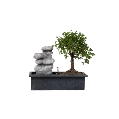 Plant in a Box - Bonsai-Bäume 25-35cm - Zimmerpflanzen: Pflegeleichtes Bonsai-Arrangement mit einem 5 Jahre alten chinesischen Bonsai-Baum, Wasserfall und Zen-Steinen für entspannende Momente zu Hause.