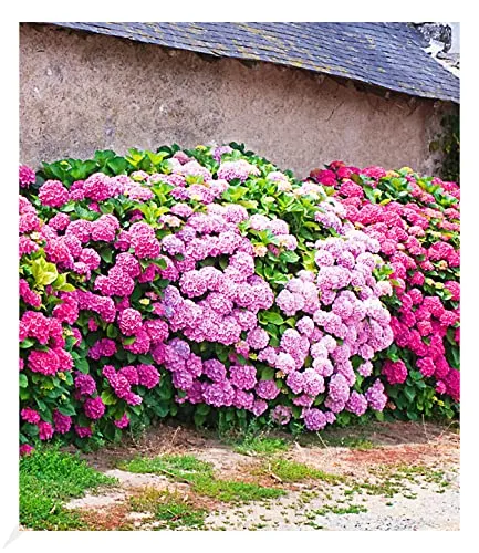 BALDUR Garten Freiland-Hortensien-Hecke 'Pink-rosé' - 3 Pflanzen - Winterharte Rosa Bauernhortensie, ideal für halbschattige Standorte. Blühende Hecke mit geringem Pflegeaufwand, perfekt für Ihren Garten.
