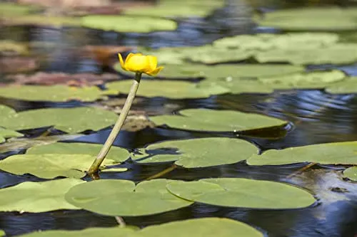 Nuphar lutea - Gelbe Teichrose - Blumensamen & -pflanzen: Pflegeleichte, winterharte Teichrose mit leuchtend gelben Blüten, die Bienen und Schmetterlinge anziehen.