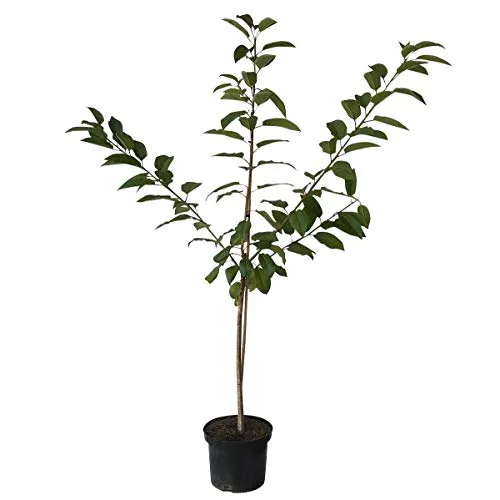 Hedelfinger Riesen Süßkirsche Kirschbaum als Buschbaum ca. 110-140 cm, im 9,5 Liter Topf, auf Colt