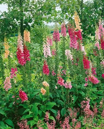 Pflanzen Pink von PlantaPro