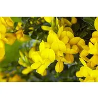 Färber-Ginster Genista tinctoria 'Royal Gold' - Pflegeleichte Ziergehölze - Der Färber-Ginster 'Royal Gold' begeistert mit leuchtend gelben Blüten, zieht Bestäuber an und ist ideal für Gartenanfänger. Robust und pflegeleicht, fördert er die Bodenqualität und sorgt für ein blühendes Gartenparadies.