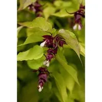 Leycesteria formosa 'Golden Lanterns', Himalaya-Geißblatt – Exotische Goldene Laterne - Blumen & Stauden – Auffällige Pflanze mit goldgelben Blättern und hängenden Blüten, ideal für den Garten oder als Kübelpflanze, winterhart bis -15 °C.