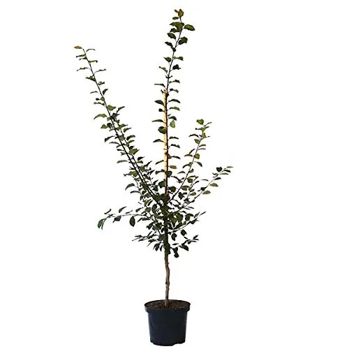 Zwetschenbaum Topfirst (S) frühe Reife aromatisch Buschbaum 100-120 cm im 9,5 Liter Topf St. Julien A