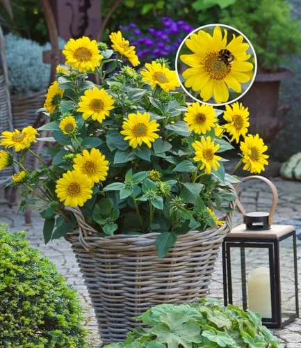 BALDUR Garten Winterharte Sonnenblume 'SunCatcher®' im XL-Topf, 3 St. - Bienenfreundliche, mehrjährige Pflanzen für sonnige bis halbschattige Standorte. Ideal zur Förderung von Insekten und als Schnittblume. Pflegeleicht und winterhart – ein Highlight für jeden Garten!