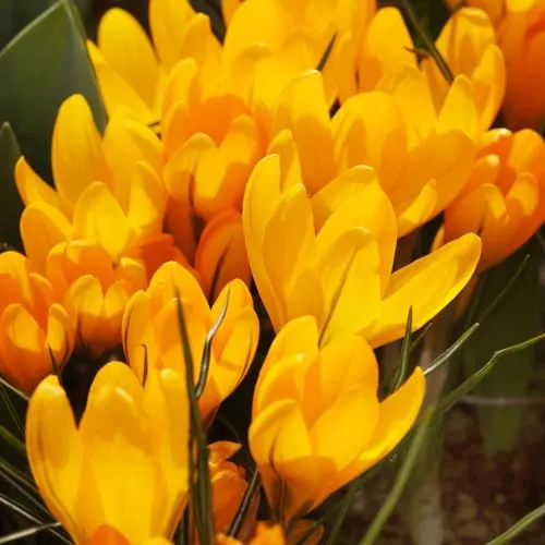 Botanische Krokusse Zwiebeln Winterhart Mehrjährig in gelb von DUTCH BULBS EXCLUSIVE PLANTS FROM HOLLAND