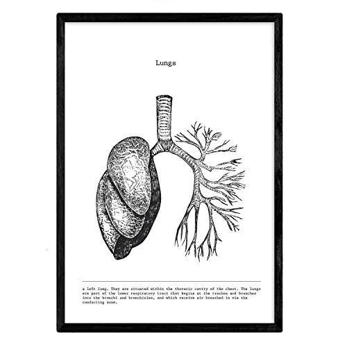Nacnic Anatomie Poster. Vintage Stil Wanddekoration Abbildung von Lunge, Muskeln und Knochen. Verschiedene menschliche Körper, Biologie und Medizin Bilder ohne Rahmen. Größe A3.