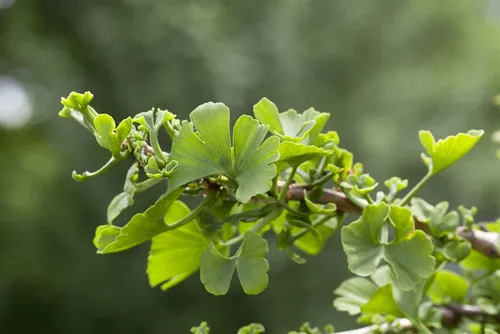 Ginkgo biloba Troll