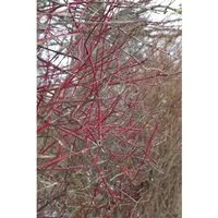 Cornus Alba Sibirica Hartriegel Leuchtend Rot 60–100 cm