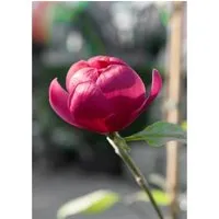 Magnolia Ian's Red - Edles Ziergehölz mit Rubinroten Blüten - Ziergehölze mit prächtigen, tulpenförmigen Blüten in intensivem Rubinrot, ideal für Vorgärten und Terrassen. Ein kompakter Baum mit wenig Pflegebedarf, der über Monate hinweg für Atmosphäre sorgt.