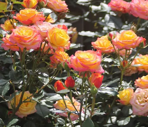 Dehner Zwergrose Tropical Clementine® – Duftende Edelrose mit zweifarbigen Blüten - Wunderschöne Zwergrose mit gelb-orange gefüllten Blüten, ideal für Beet und Kübel. Blüht von Juni bis September und bringt Farbe auf Balkon und Terrasse.