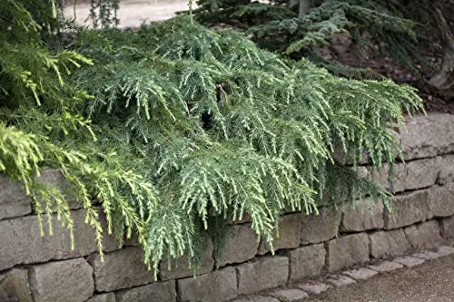 Cedrus deodara 'Feelin Blue' - Himalaya-Zeder, kompakte Zwergform - Ziergehölze - Immergrüner, pflegeleichter Zwergnadelbaum mit außergewöhnlicher blaugrüner Nadelfärbung, ideal für kleine Gärten und Terrassen.