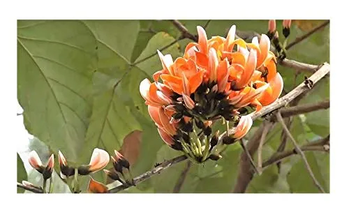 Stk - 5x Butea monosperma Malabar Lackbaum Garten Pflanzen - Samen ID67 - Seeds & Plants Shop by Ipsa