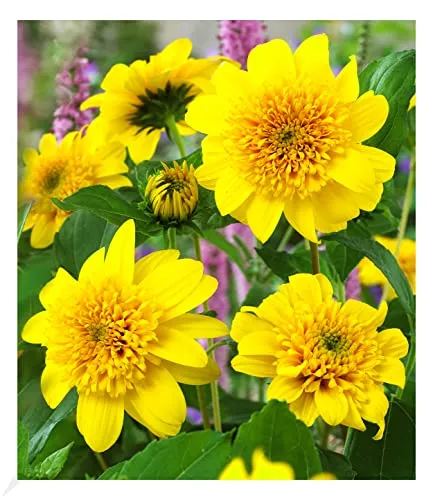 BALDUR Garten Winterharte Sonnenblume Happy Days, 9x9 cm Topf - Schöne, mehrjährige Staude für sonnige Standorte. Geringer Pflegeaufwand und beeindruckende Blüte von Mai bis Oktober. Ideal für Garten und Balkon.