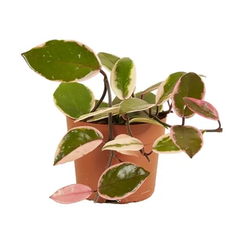 Bloomique - Hoya Flamingo - Wachsblume - Hängepflanze - Zimmerpflanzen - Pflegeleicht - 15-20 cm hoch - Topf 12 cm