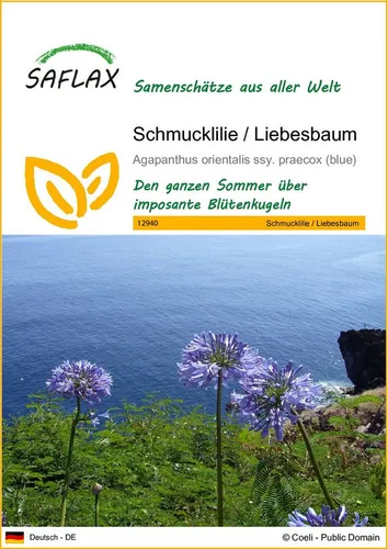 SAFLAX Blumensamen SAFLAX - Samen - Schmucklilie / Liebesbaum