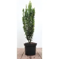 Ilex crenata 'Fastigiata'